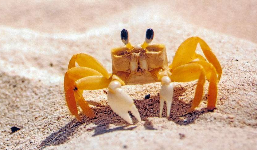 螃蟹的眼睛是单眼还是复眼？-欧鹿星球